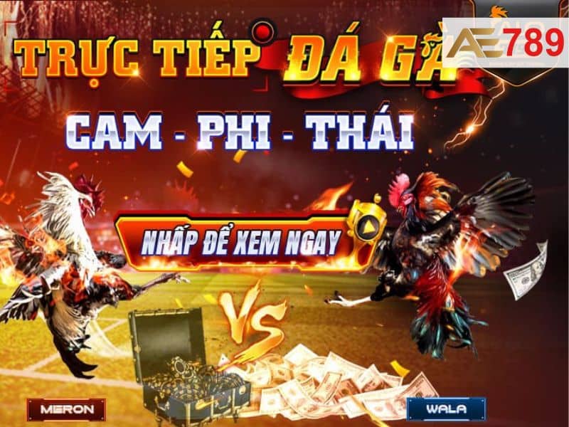 Đá gà AE789 là sảnh chơi đá gà trực tuyến